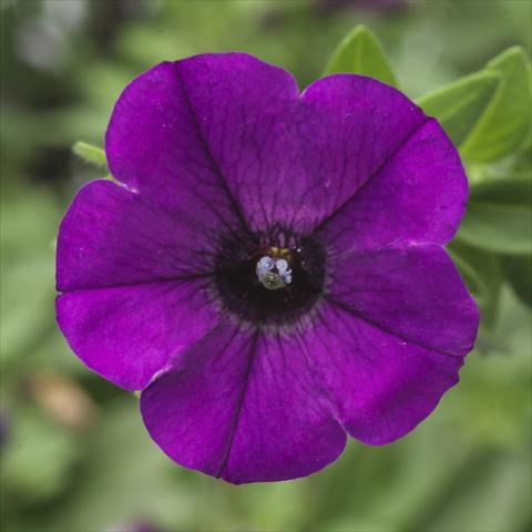 photo of flower to be used as: Pot, bedding, patio, basket Petunia Picnic® Amethyst