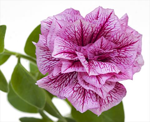 photo of flower to be used as: Pot, bedding, patio, basket Petunia Sanguna® Double Violet
