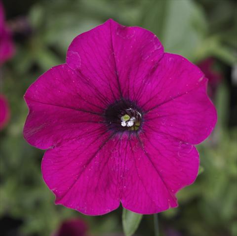 photo of flower to be used as: Pot, bedding, patio, basket Petunia Sanguna® Purple