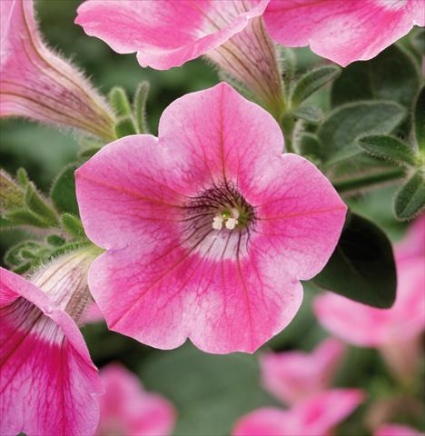 photo of flower to be used as: Pot, bedding, patio, basket Petunia Whispers® Rose Star