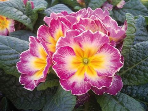 photo of flower to be used as: Pot and bedding Primula acaulis Orion F1 Lilac Flame