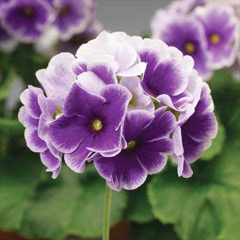 photo of flower to be used as: Pot Primula obconica Libre F1 Blue Picotee