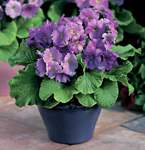 photo of flower to be used as: Pot Primula obconica Libre F1 Deep Blue