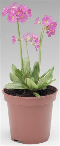 photo of flower to be used as: Bedding / border plant Primula rosea Rosy