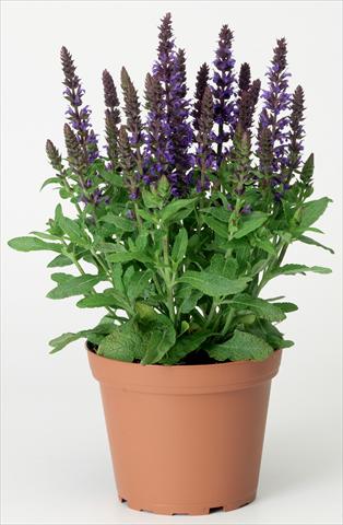 photo of flower to be used as: Bedding / border plant Salvia x superba Merleau® Blue Compact