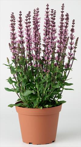 photo of flower to be used as: Bedding / border plant Salvia x superba Merleau® Rose Improved
