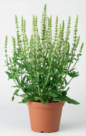 photo of flower to be used as: Bedding / border plant Salvia x superba Merleau® White