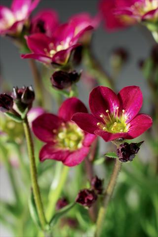 photo of flower to be used as: Pot and bedding Saxifraga x arendsii Highlander Red