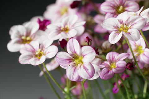 photo of flower to be used as: Pot and bedding Saxifraga x arendsii Highlander Rose Shades