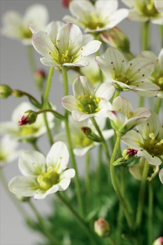 photo of flower to be used as: Pot and bedding Saxifraga x arendsii Highlander White and Red
