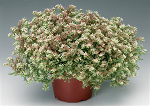 photo of flower to be used as: Pot and bedding Sedum pulchellum Silver Frost