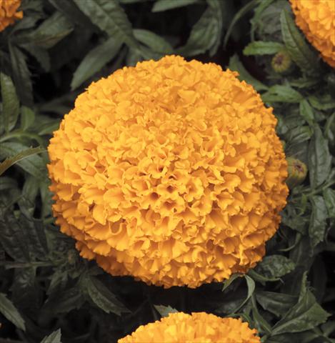 photo of flower to be used as: Bedding pot or basket Tagetes erecta Moonstruck® F1 Deep Orange
