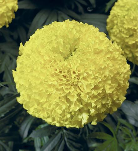 photo of flower to be used as: Bedding pot or basket Tagetes erecta Moonstruck® F1 Lemon Yellow