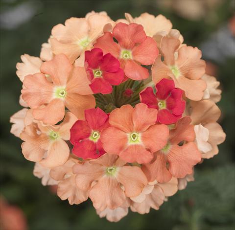 photo of flower to be used as: Pot, patio, basket Verbena Lanai® Peach Improved
