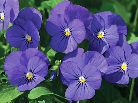 photo of flower to be used as: Pot and bedding Viola cornuta Penny F1 Blue with Yellow center