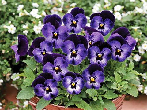 photo of flower to be used as: Pot and bedding Viola cornuta Penny F1 Denim Jump Up