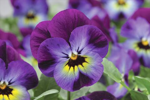 photo of flower to be used as: Pot and bedding Viola cornuta Penny F1 Violet Blue