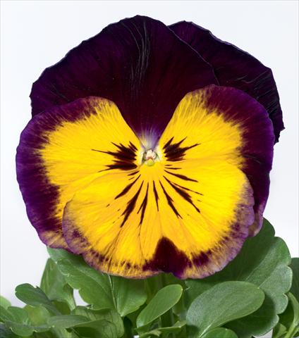 photo of flower to be used as: Pot and bedding Viola wittrockiana Karma F1 Midnight Sun