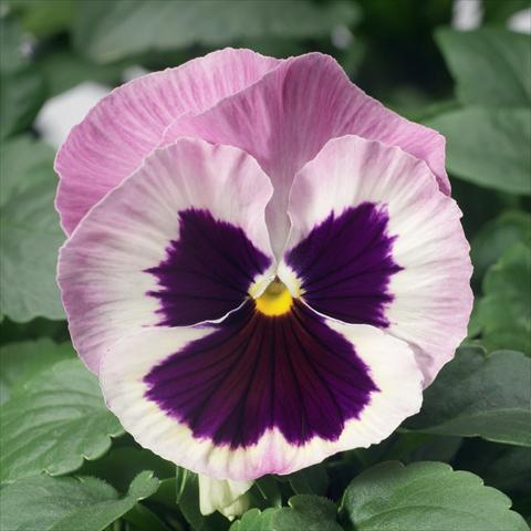 photo of flower to be used as: Pot and bedding Viola wittrockiana Karma F1 Pink Blotch