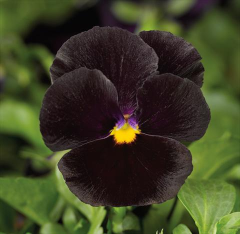 photo of flower to be used as: Pot and bedding Viola wittrockiana Mariposa F1 Black