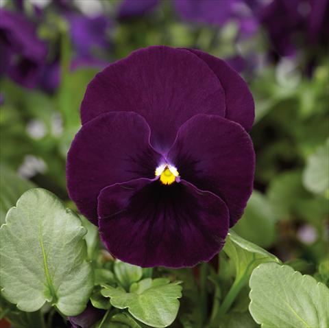 photo of flower to be used as: Pot and bedding Viola wittrockiana Mariposa F1 Purple
