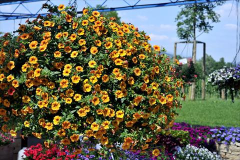 photo of flower to be used as: Pot, patio, basket Calibrachoa Gioia® Golden Orange Vein