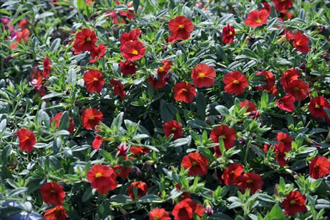 photo of flower to be used as: Pot, patio, basket Calibrachoa Gioia® Orange Red