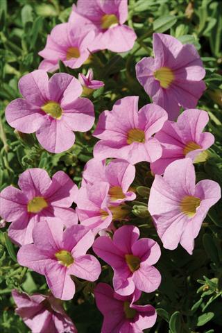 photo of flower to be used as: Pot, patio, basket Calibrachoa Gioia® Pink