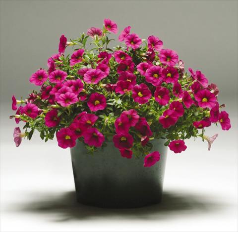 photo of flower to be used as: Pot, patio, basket Calibrachoa Gioia® Rose