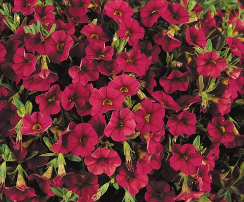 photo of flower to be used as: Pot, patio, basket Calibrachoa Gioia® Ruby Red