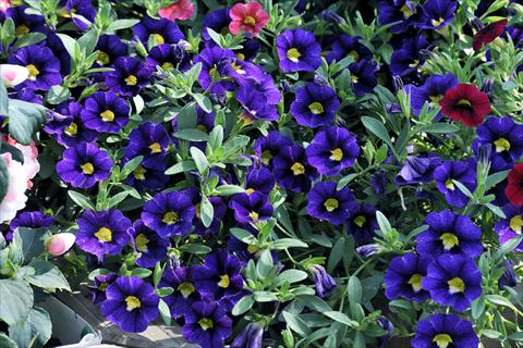 photo of flower to be used as: Pot, patio, basket Calibrachoa Gioia® Velvet Blue