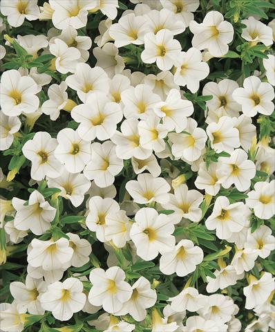 photo of flower to be used as: Pot, patio, basket Calibrachoa Gioia® White