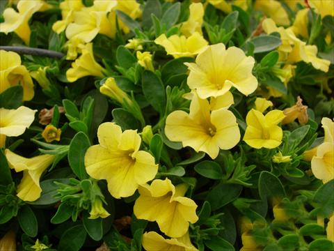 photo of flower to be used as: Pot, patio, basket Calibrachoa Gioia® Yellow