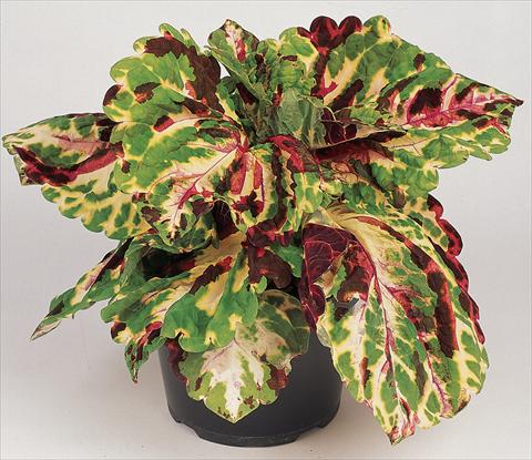 photo of flower to be used as: Pot and bedding Coleus blumei Gigante var