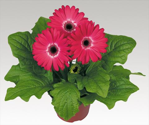 photo of flower to be used as: Pot Gerbera jamesonii Babylon Bicolor Red dark eye