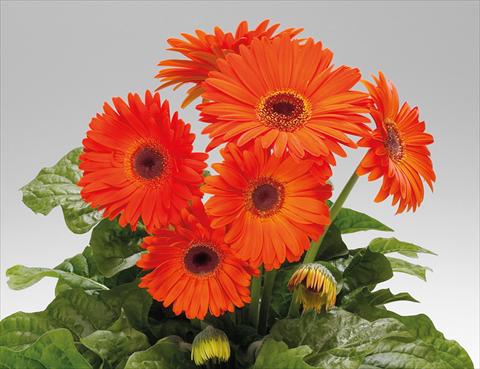 photo of flower to be used as: Pot Gerbera jamesonii Babylon Deep Orange dark eye