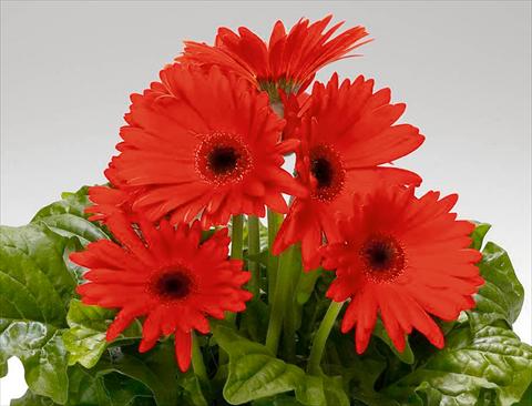 photo of flower to be used as: Pot Gerbera jamesonii Babylon Orange Scarlet dark eye