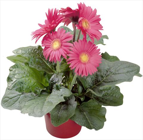 photo of flower to be used as: Pot Gerbera jamesonii Babylon Rose
