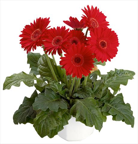 photo of flower to be used as: Pot Gerbera jamesonii Babylon Scarlet with eye