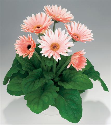 photo of flower to be used as: Pot Gerbera jamesonii Babylon Soft Pink dark eye