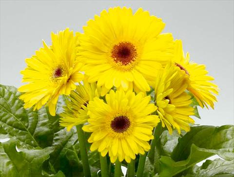 photo of flower to be used as: Pot Gerbera jamesonii Babylon Yellow dark eye