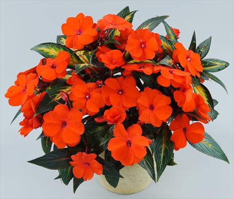 photo of flower to be used as: Pot, bedding, patio, basket Impatiens N. Guinea Strike Orange
