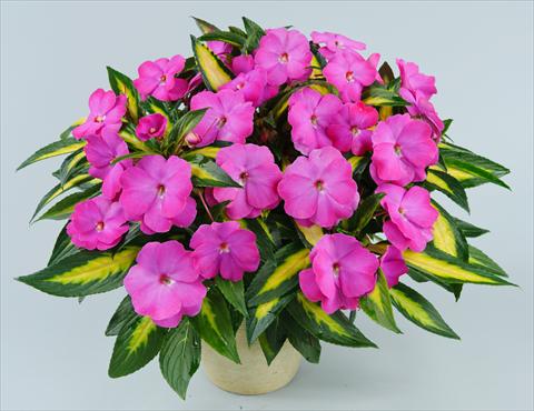 photo of flower to be used as: Pot, bedding, patio, basket Impatiens N. Guinea Strike Orchid