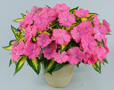 photo of flower to be used as: Pot, bedding, patio, basket Impatiens N. Guinea Strike Pink