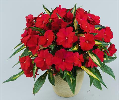 photo of flower to be used as: Pot, bedding, patio, basket Impatiens N. Guinea Strike Plum