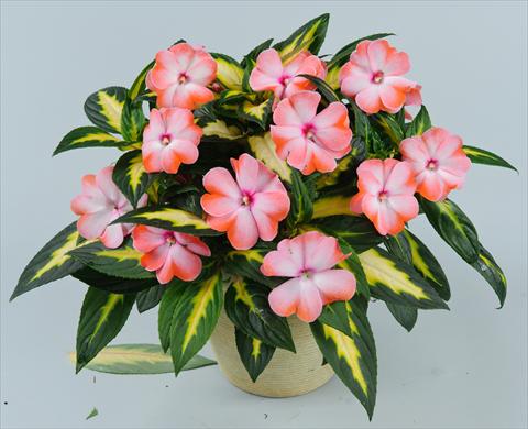 photo of flower to be used as: Pot, bedding, patio, basket Impatiens N. Guinea Strike Salmon