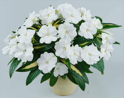 photo of flower to be used as: Pot, bedding, patio, basket Impatiens N. Guinea Strike White