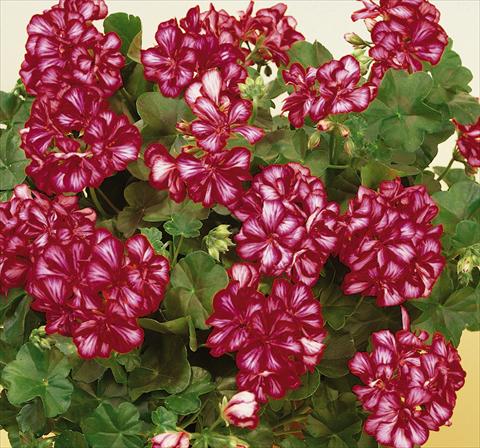 photo of flower to be used as: Pot, patio, basket Pelargonium peltatum SIL Toscana® Chris