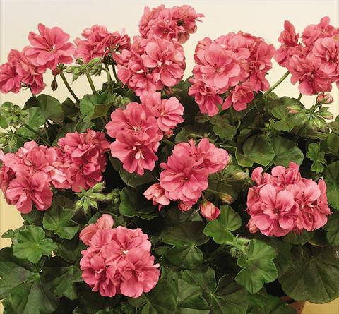 photo of flower to be used as: Pot, patio, basket Pelargonium peltatum SIL Toscana® Erke