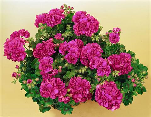 photo of flower to be used as: Pot, patio, basket Pelargonium peltatum SIL Toscana® Malaika